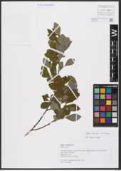 Foto von Salix aurita L. x Salix cinerea L.